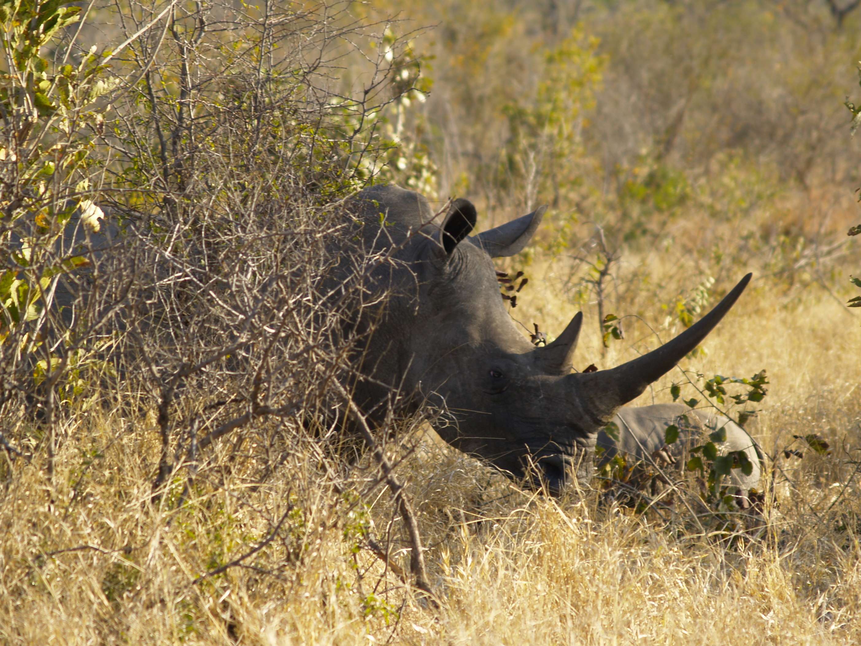 18 días en Sudáfrica - Blogs de Sudáfrica - Safari en el Kruger (11)